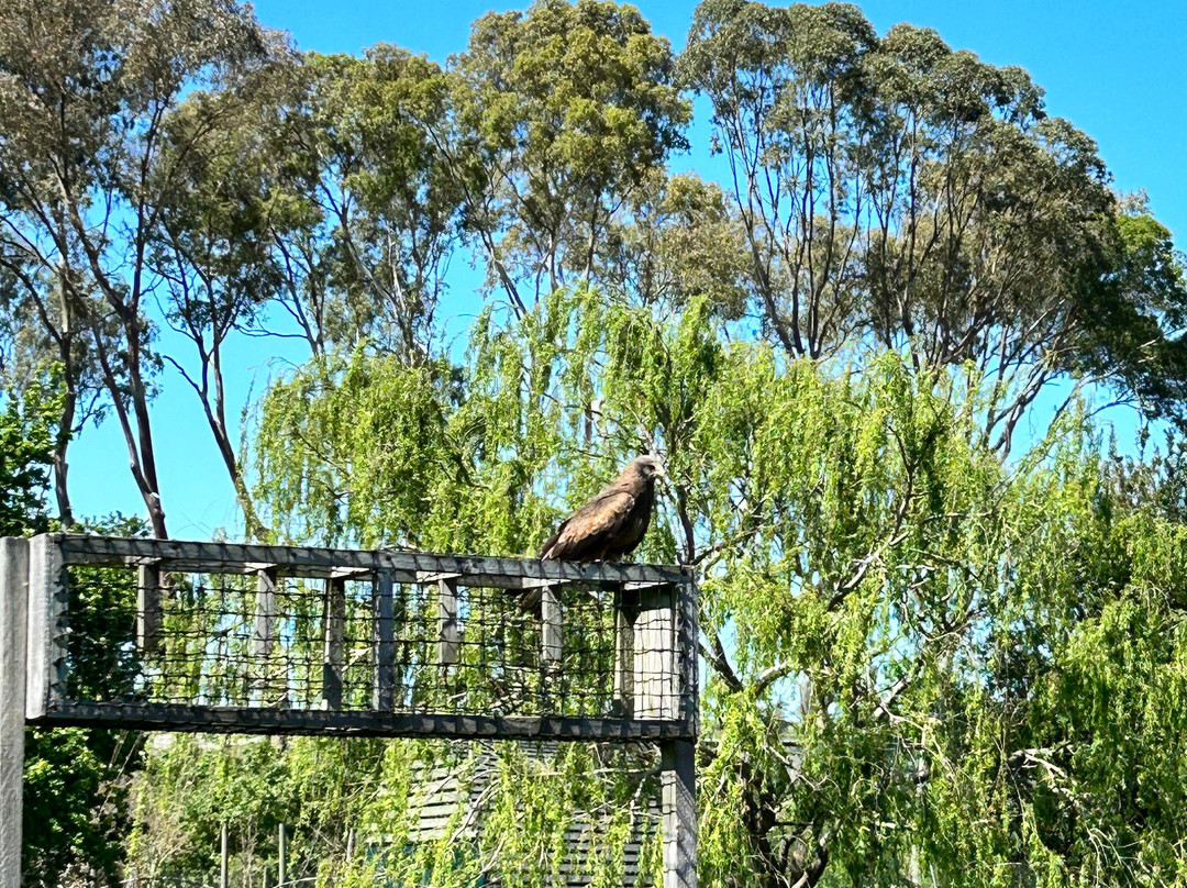 Eagle Encounters @Spier Wine Farm-斯泰伦博斯必去景点