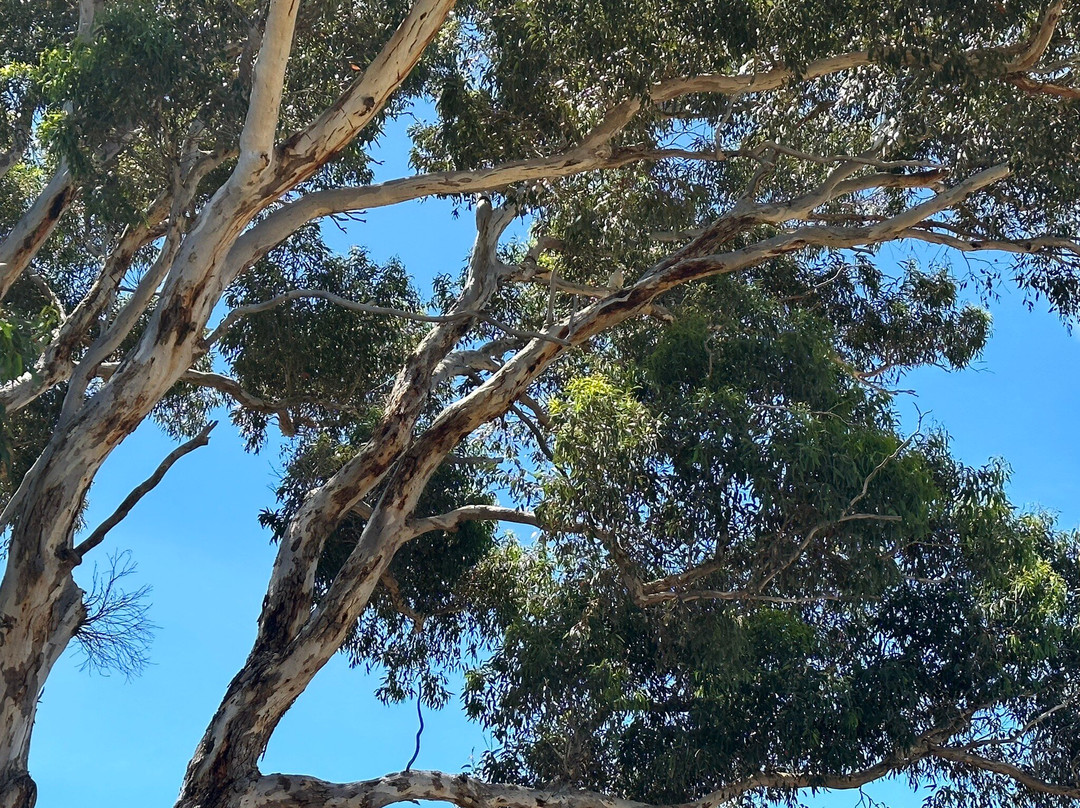 Kangaroo Island Bush Getaway Quad Bike (ATV) Tours景点图片