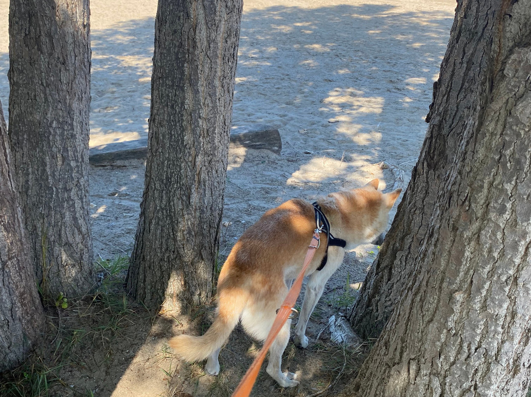 Sunset Beach-圣凯瑟琳斯必去景点