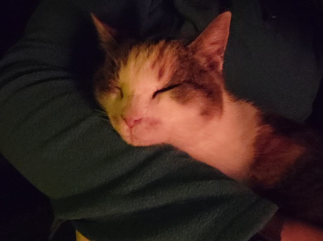 Equestrian Ridge Farm-New Plymouth必去景点