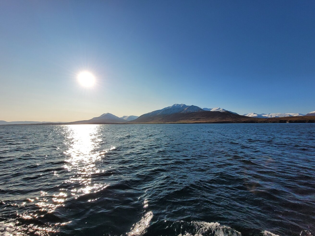 Arctic Sea Tours Whale Watching-Dalvik必去景点