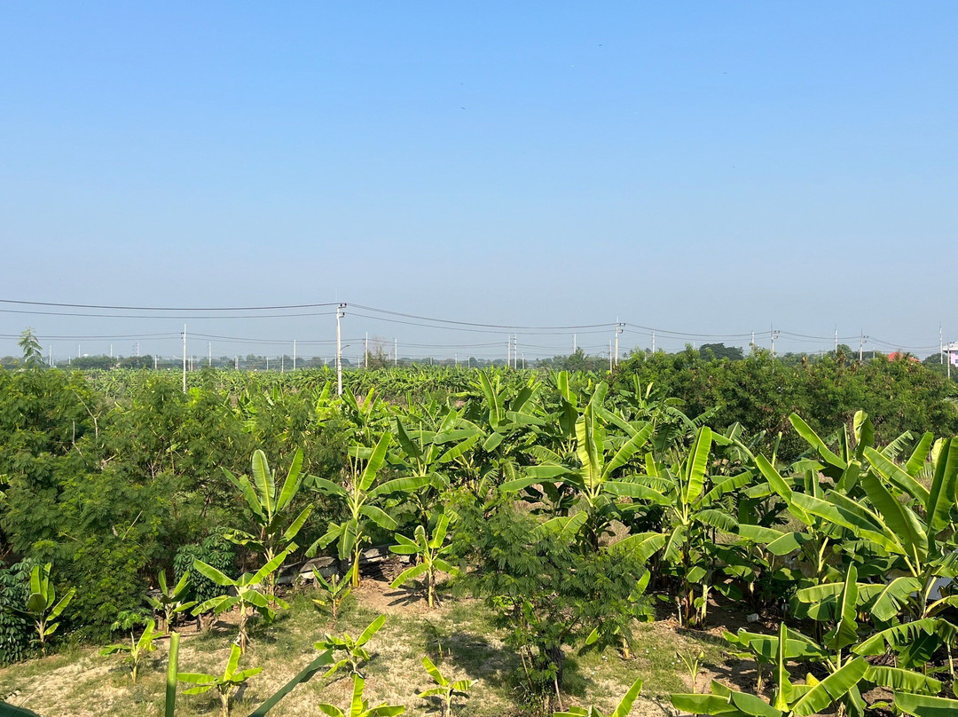 普莱恩萨拉亚度假村