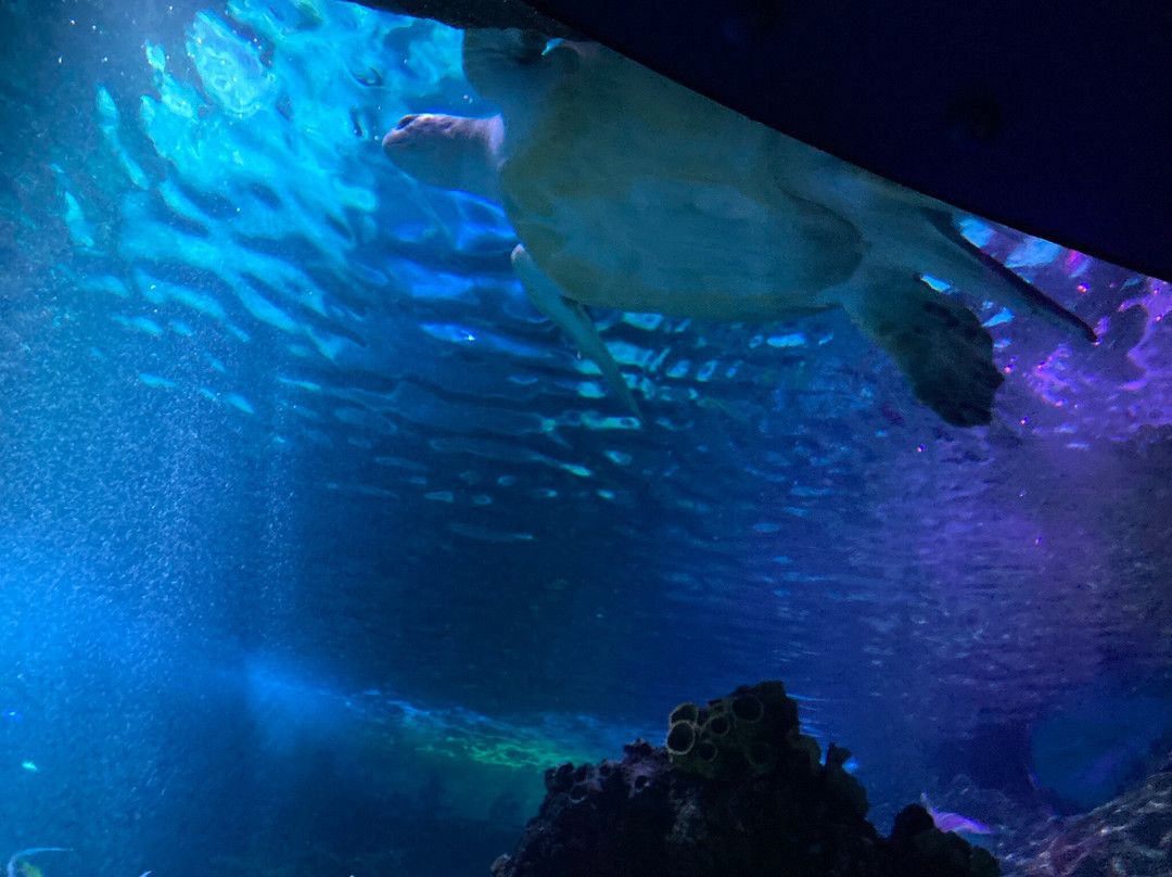 SEA LIFE Timmendorfer Strand景点图片