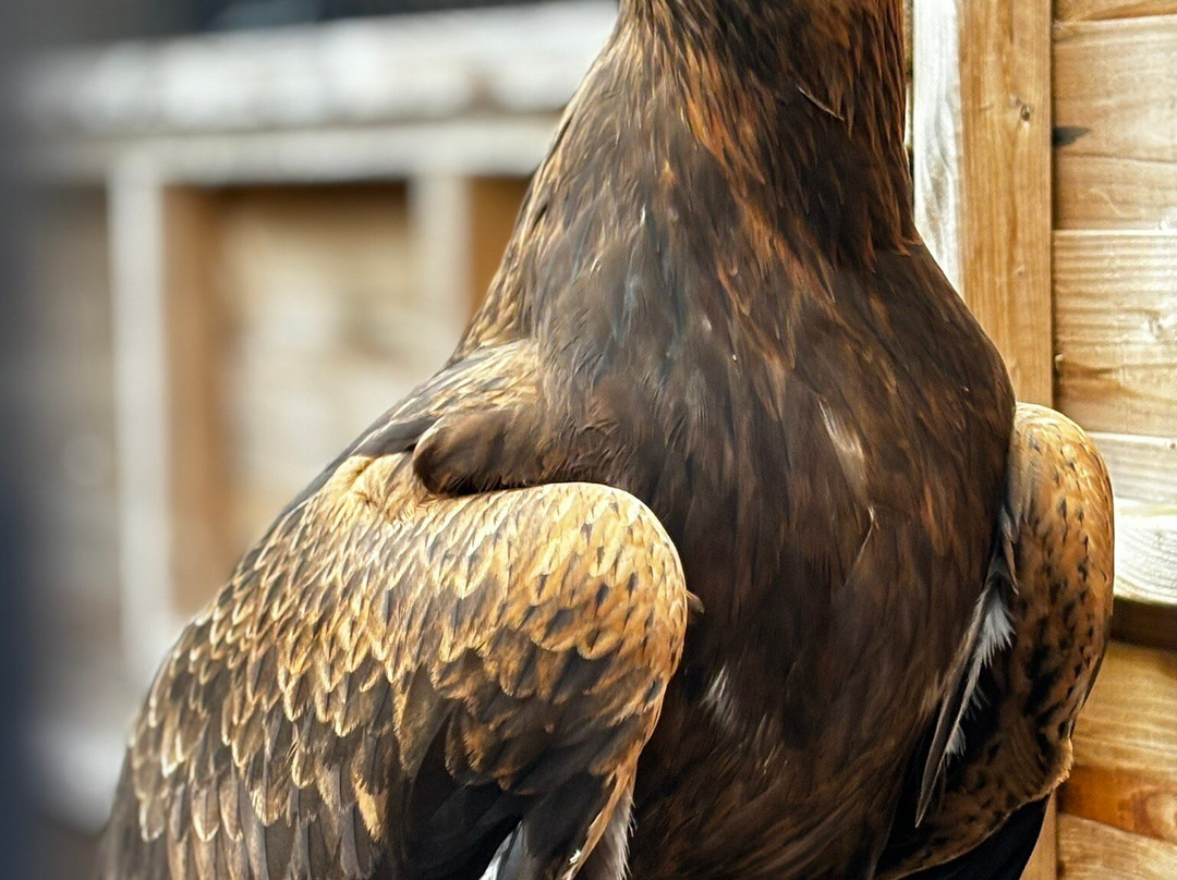 Yarak Bird of Prey-Cullompton必去景点