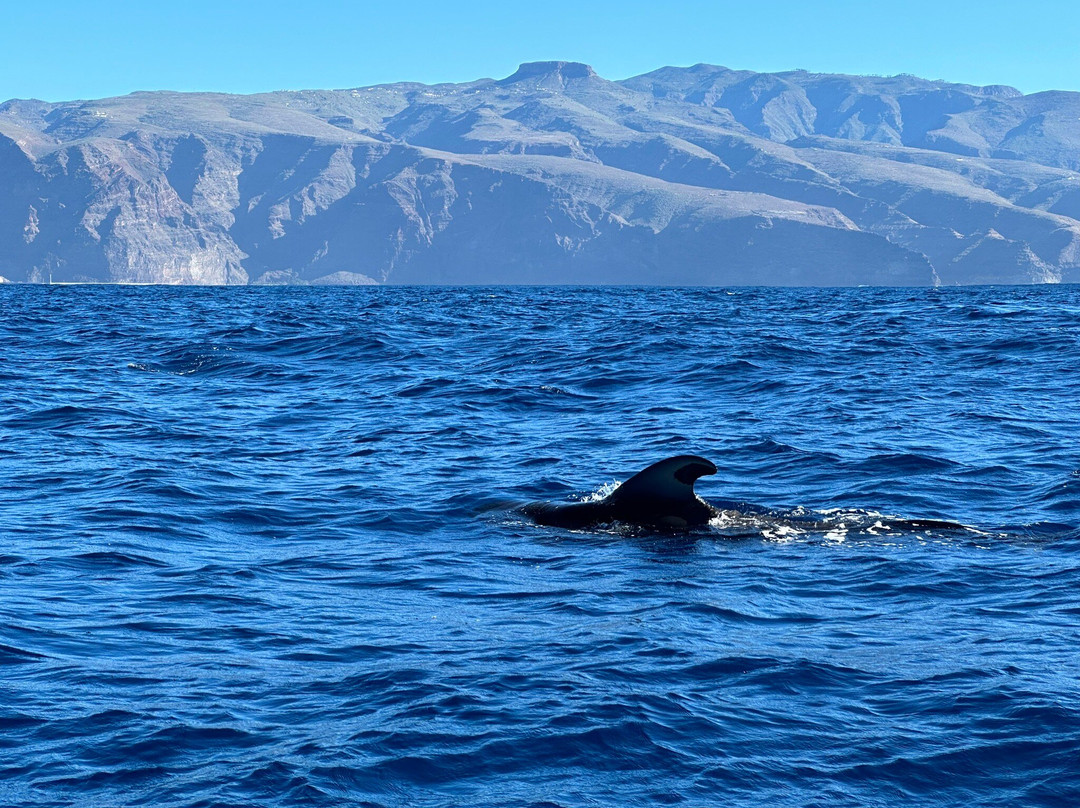 Oceano Whale Watching La Gomera景点图片