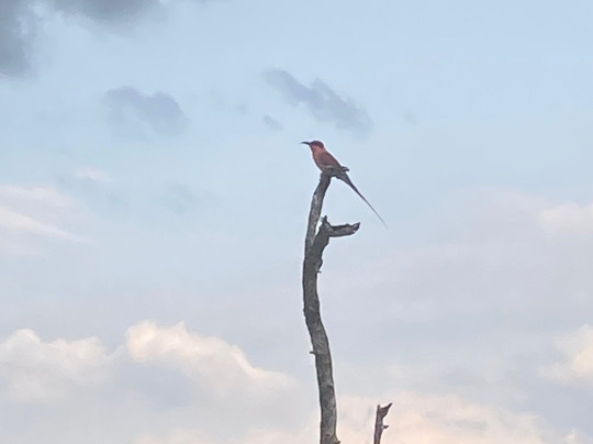 Simbavati Lodge Collection