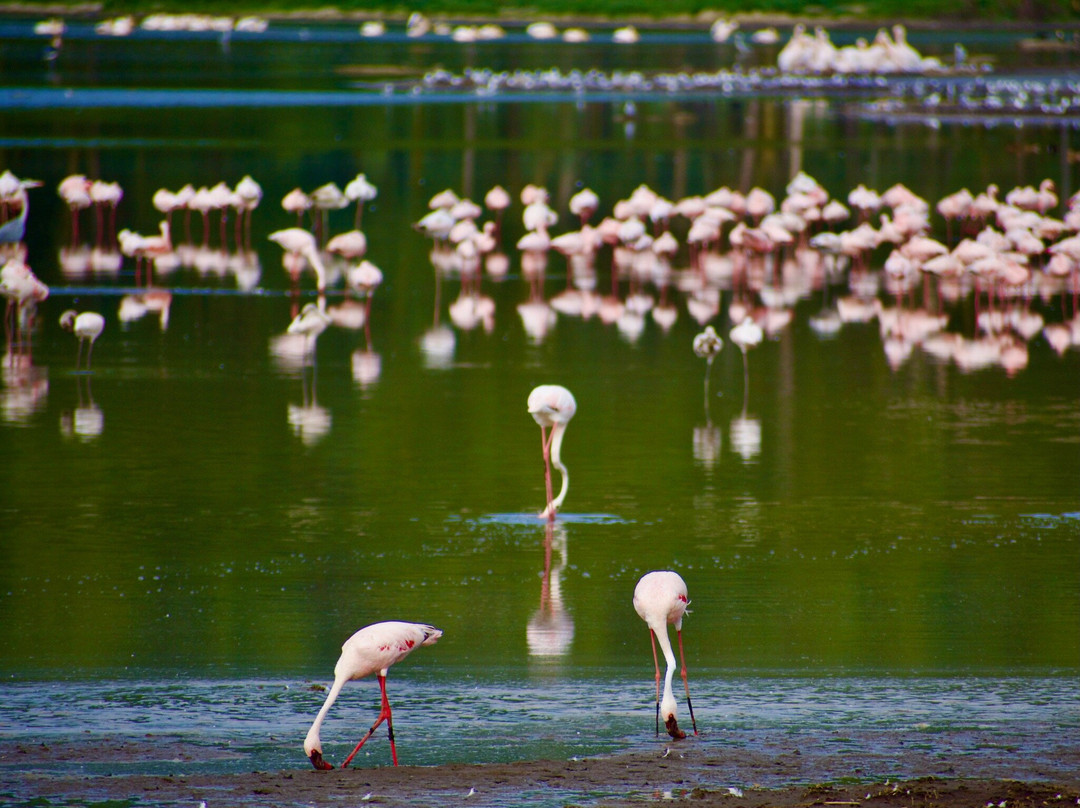 Imara Africa Safaris