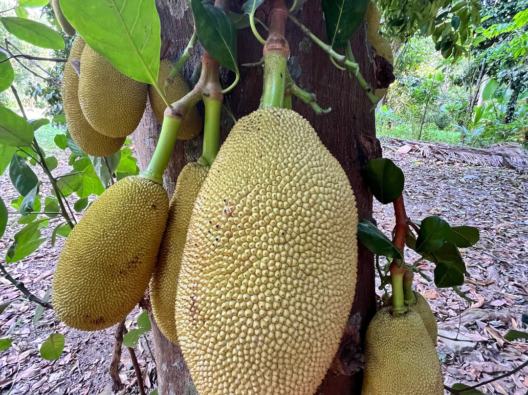 考索自然度假村主图