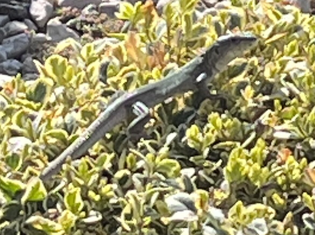 Villa Eleonora主图