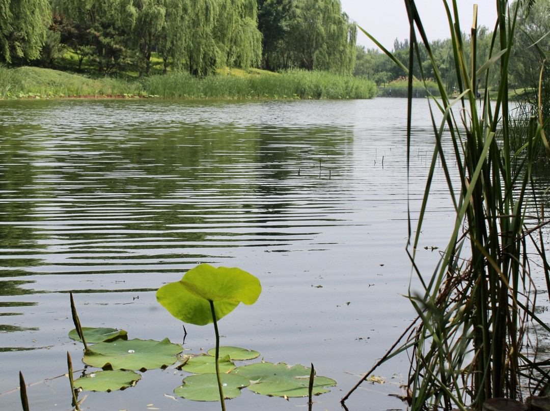 大运河森林公园-北京市必去景点