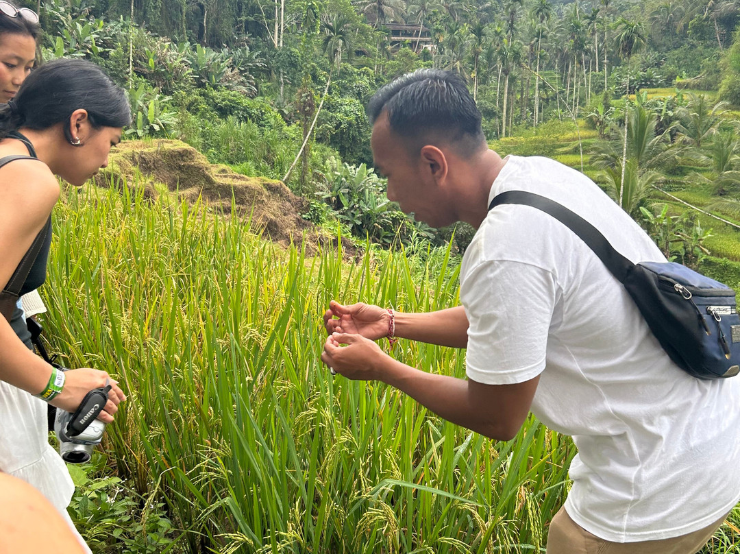 Bali Culture Tours景点图片