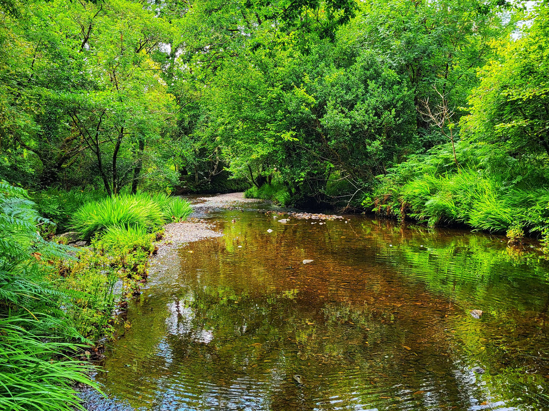 Glengarriff Nature Reserve-Glengarriff必去景点