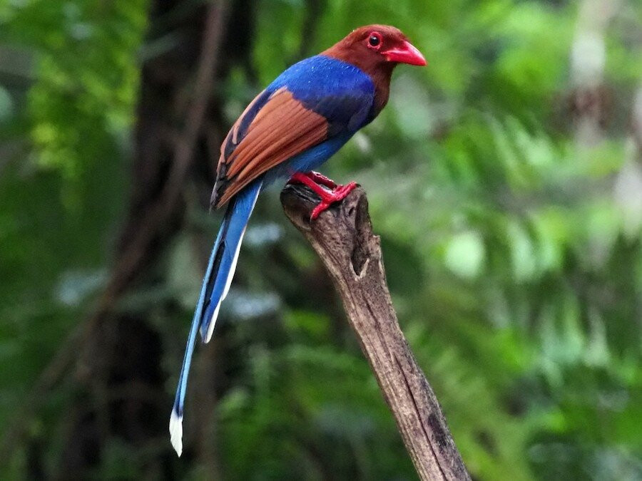 Visit Sinharaja Rainforest景点图片