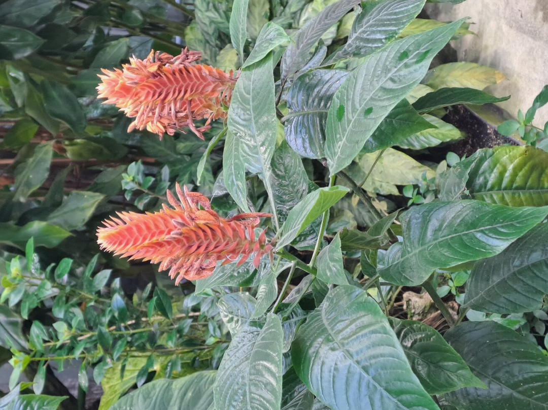 Botanischen Garten der Universität Basel-巴塞尔必去景点