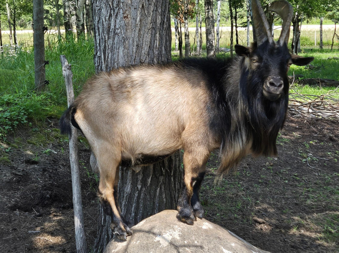 The 10 Acre Woods-Anola必去景点