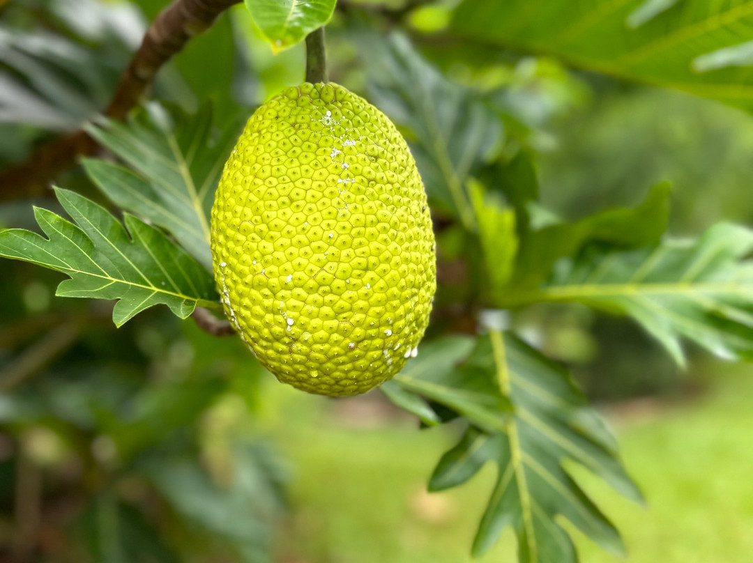Kauai Farmacy-基拉韦厄必去景点