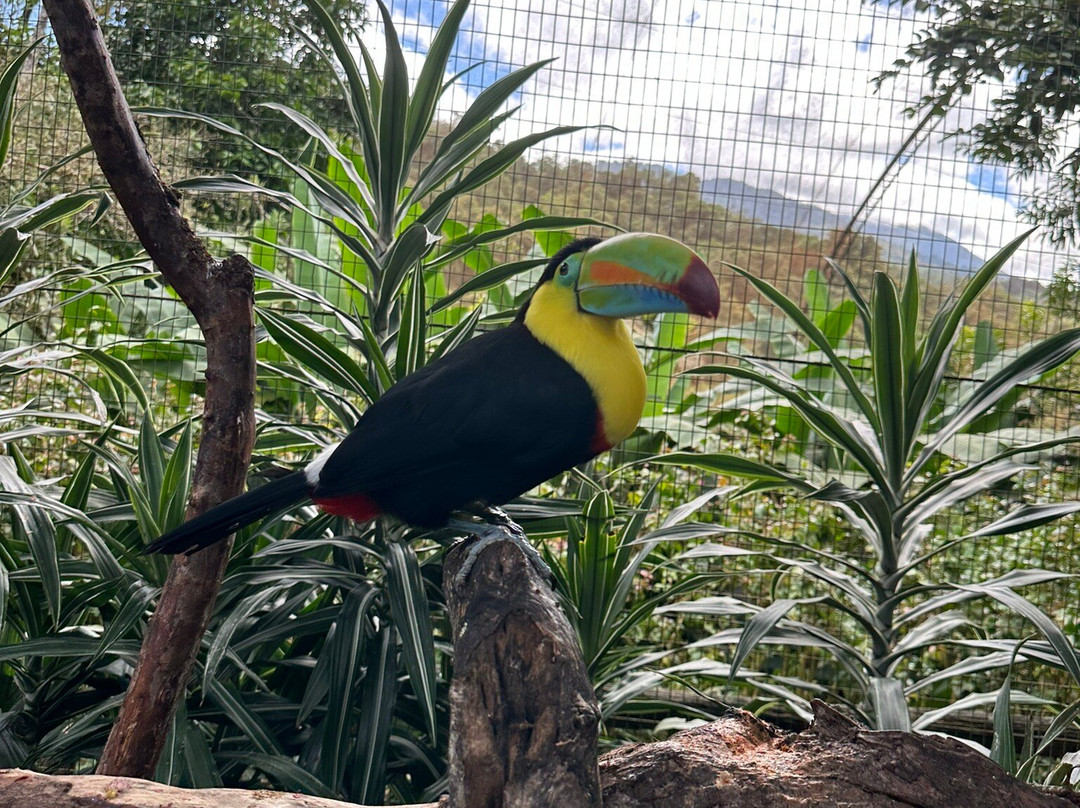 Tropical Tours Shuttles-蒙特祖玛必去景点