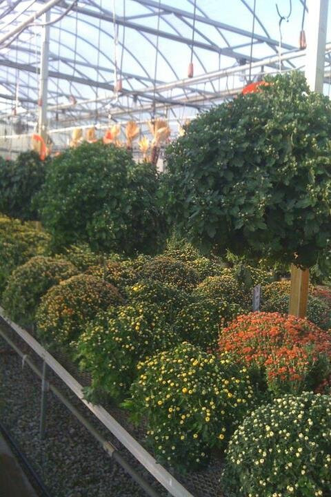 Gatewood Vegetable Farm & Greenhouses, Inc.-Noblesville必去景点