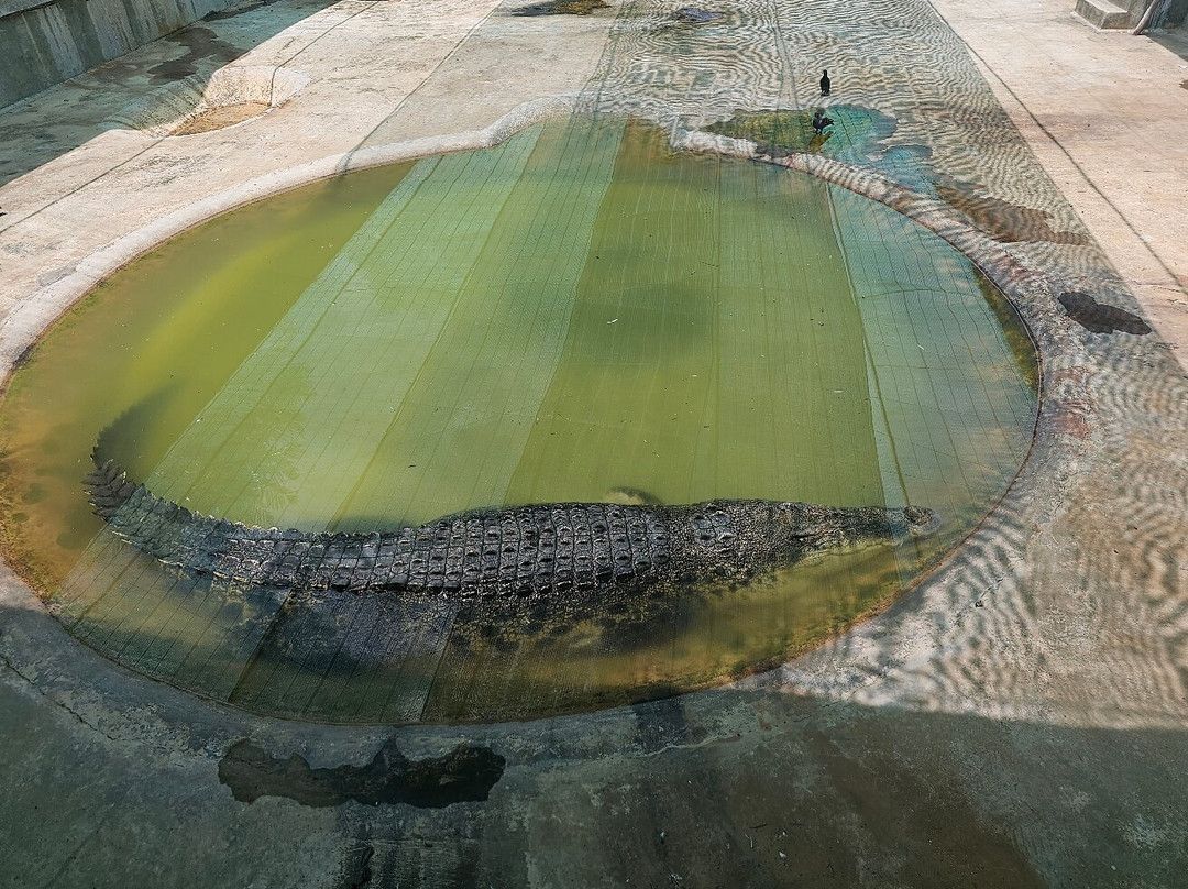 山打根鳄鱼养殖场-山打根必去景点