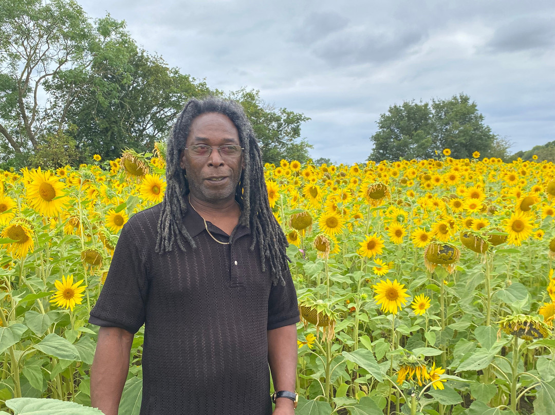 Writtle Sunflowers景点图片
