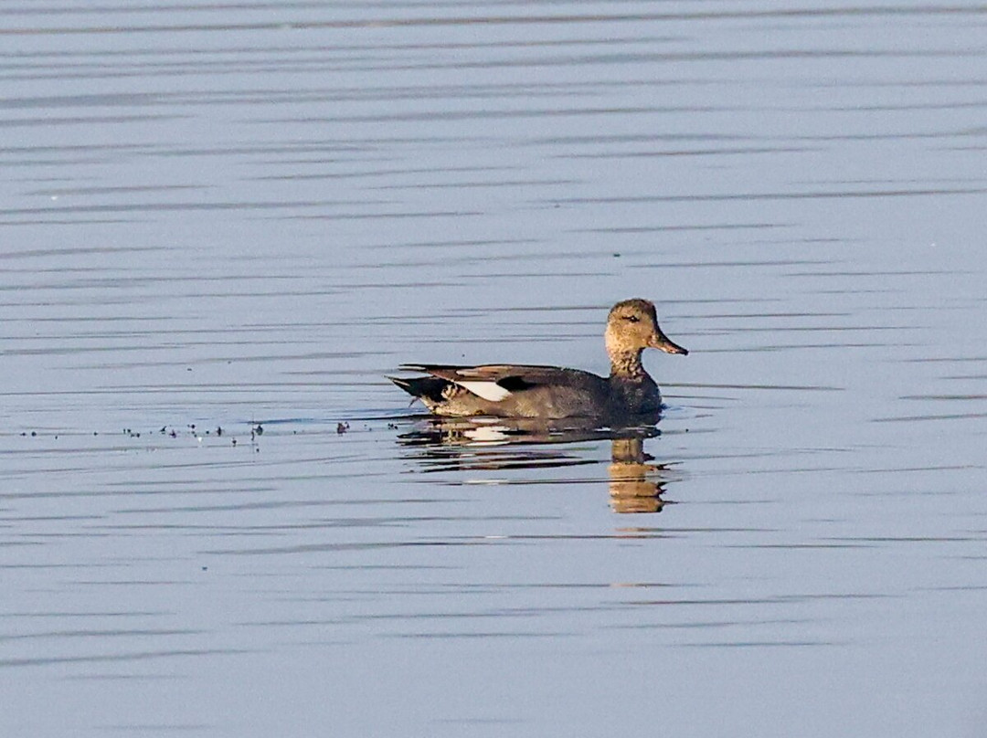 RSPB Minsmere-Westleton必去景点