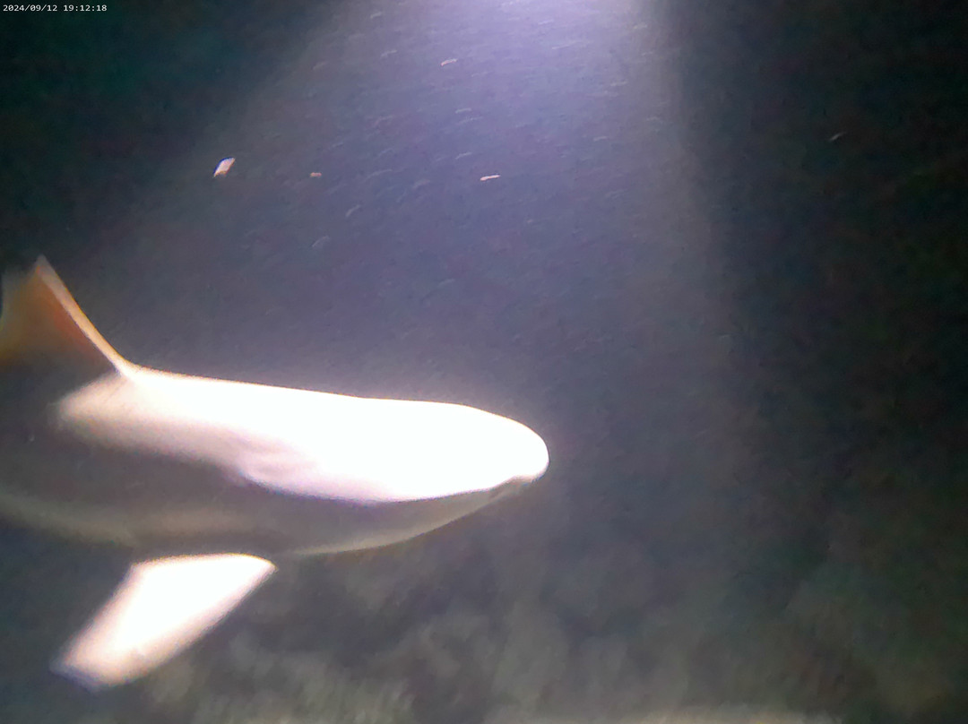 Joy Dive Maldives-萨芙莉岛必去景点