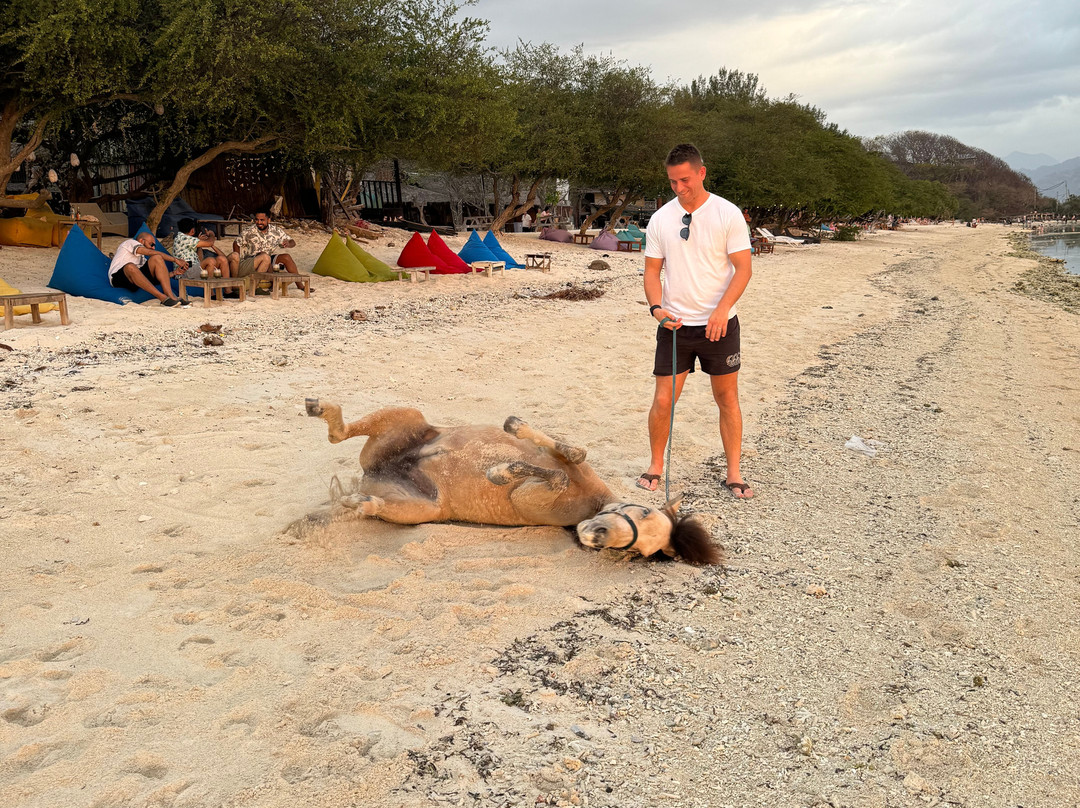 Stud Horse Riding and Rescue-吉利特拉万安必去景点