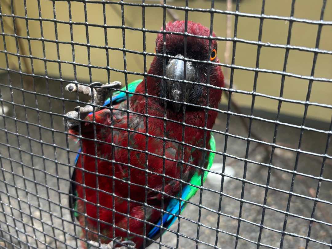 Kula Wild Adventure Park-辛加东卡必去景点