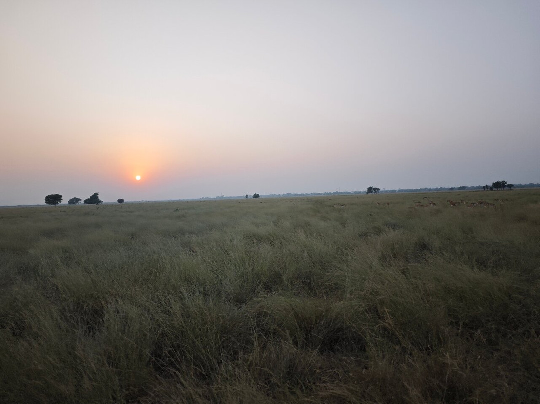 Tal Chhapar Black Buck Sanctuary景点图片