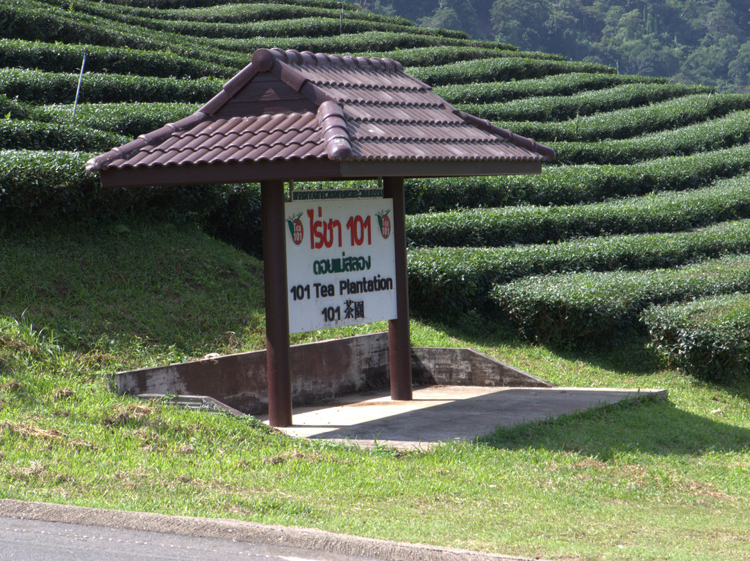 Tea Plantations-美斯乐必去景点