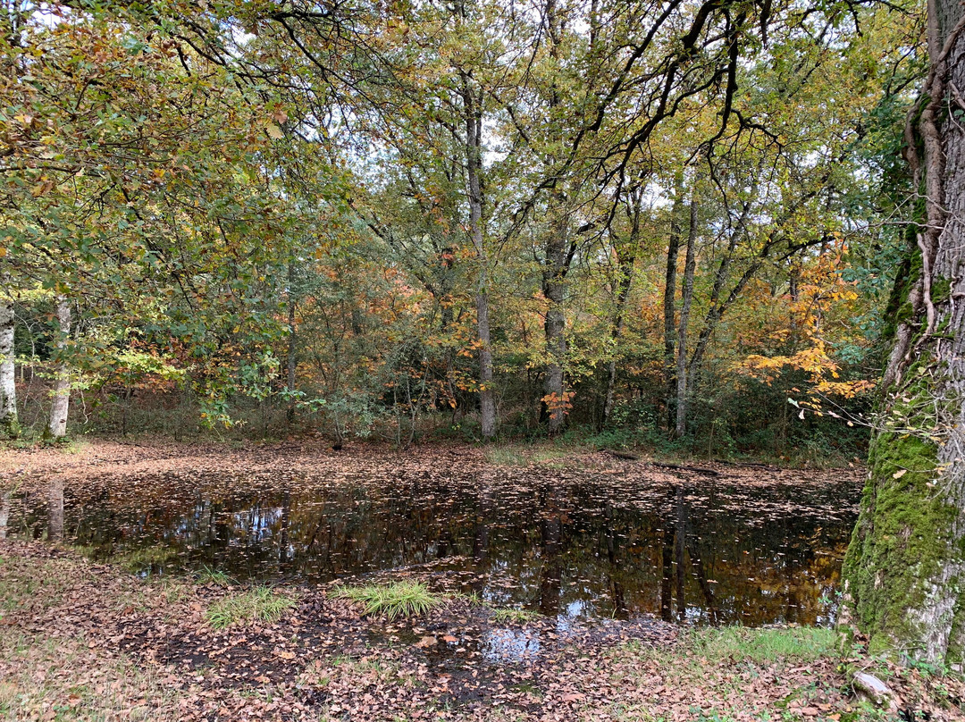 Bosque de Orgi-Lizaso必去景点