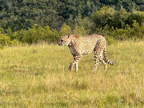 Safari Royale-安汪嘎石必去景点