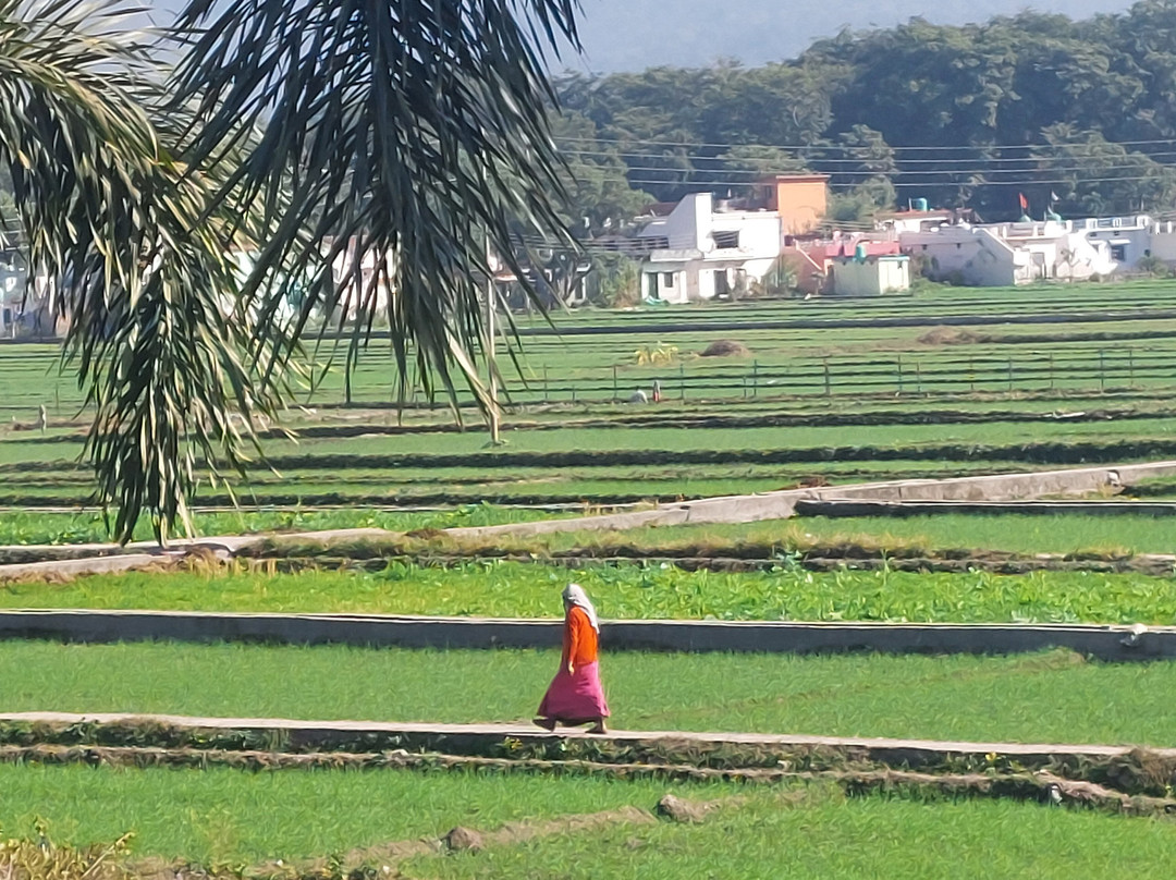 The Neeraj Forest Resort主图