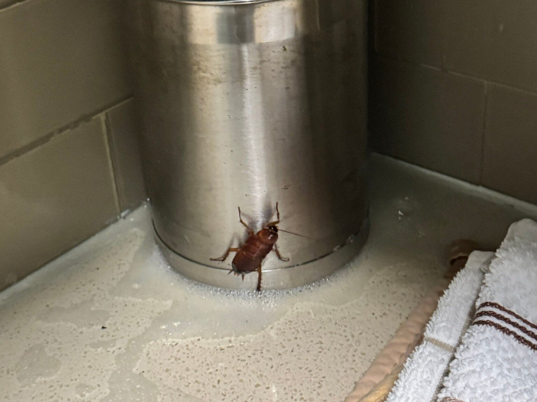 Staybridge Suites San Antonio - Schertz by IHG主图