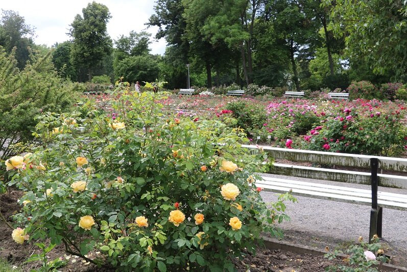 Europa Rosarium-Sangerhausen必去景点