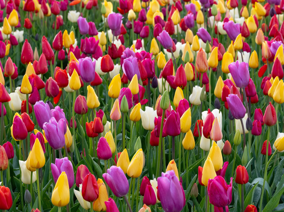 The Tulip Barn景点图片