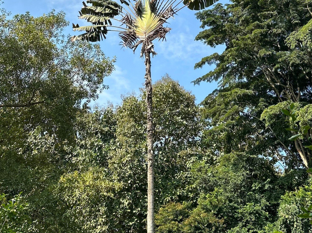 Xishuangbanna Tropical Botanical Gardens景点图片