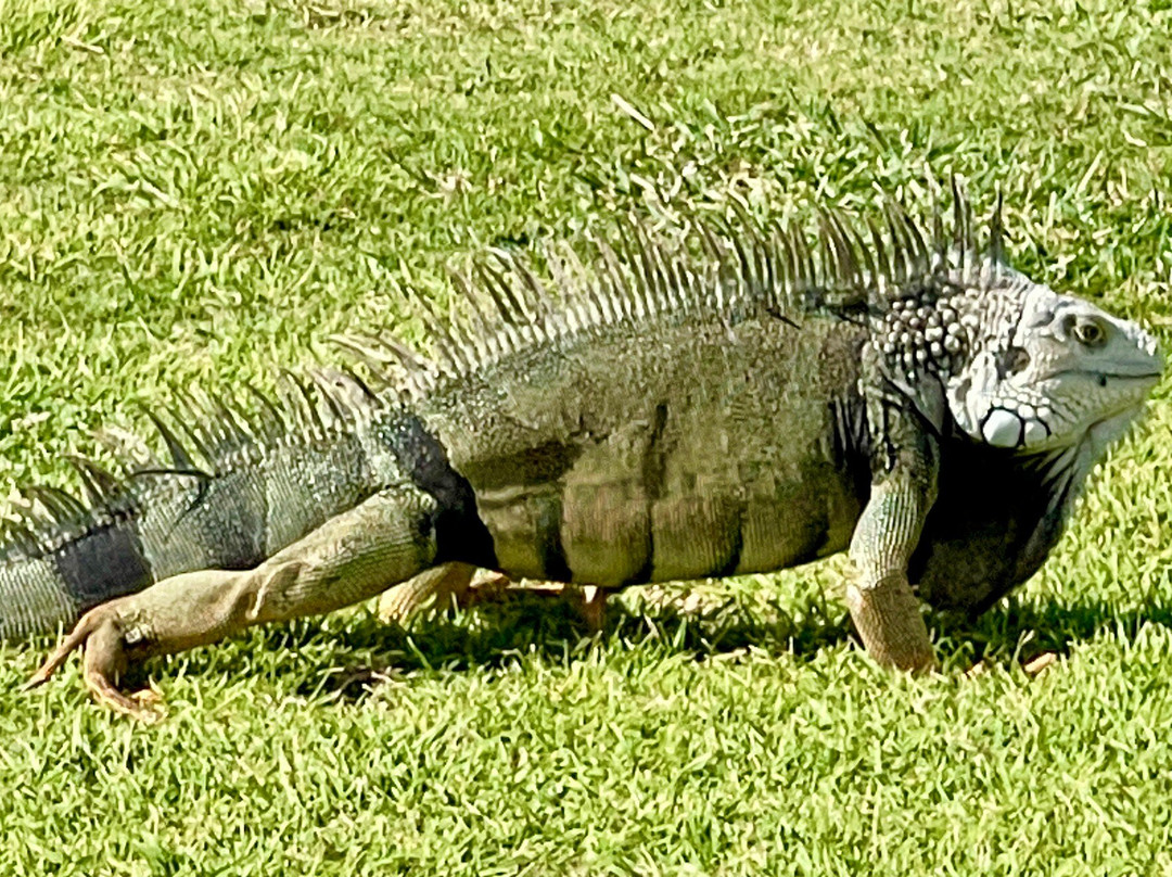 El Legado Golf Resort主图