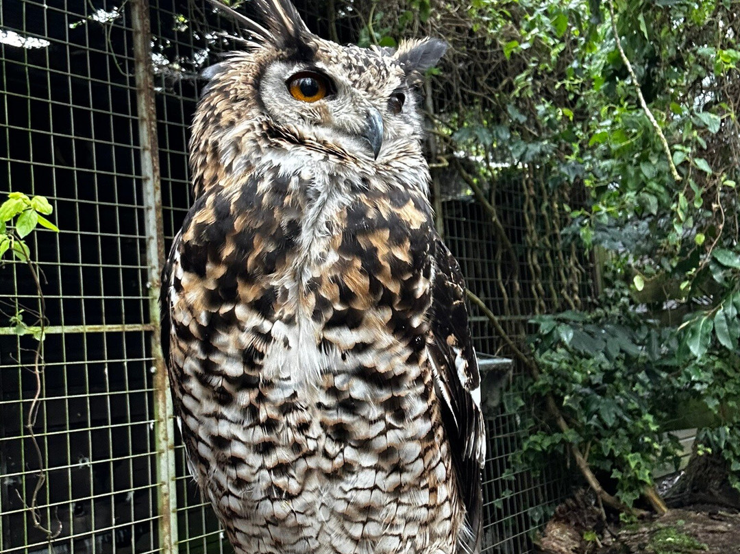 The Rutland Falconry and Owl Centre-Exton必去景点