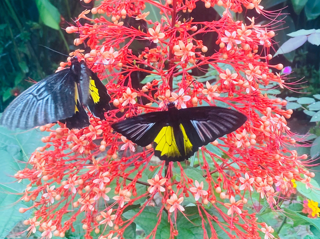Siquijor Butterfly Sanctuary景点图片