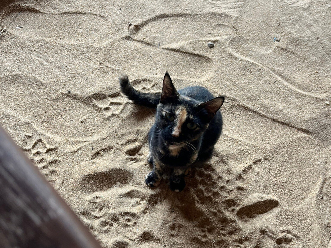 Dolphin Village主图