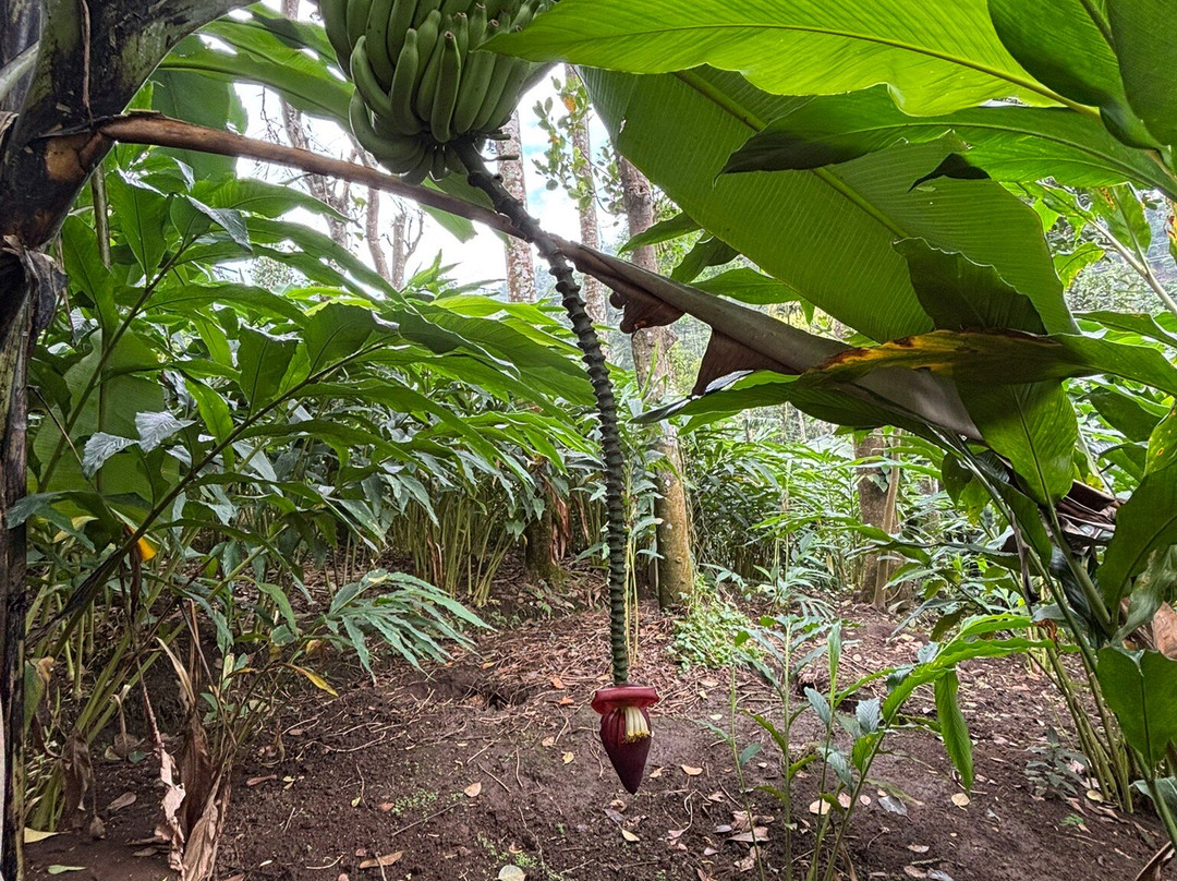 Abraham's Spice Garden-Kumily必去景点