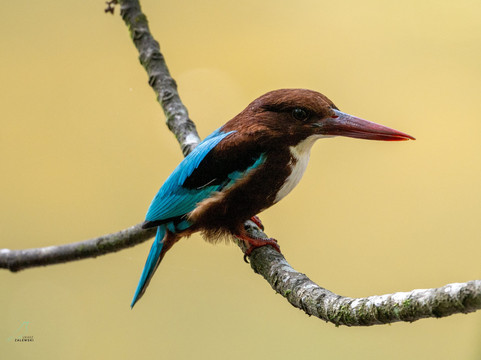 Sri Lanka Tours By Wildscape-Dunagaha必去景点