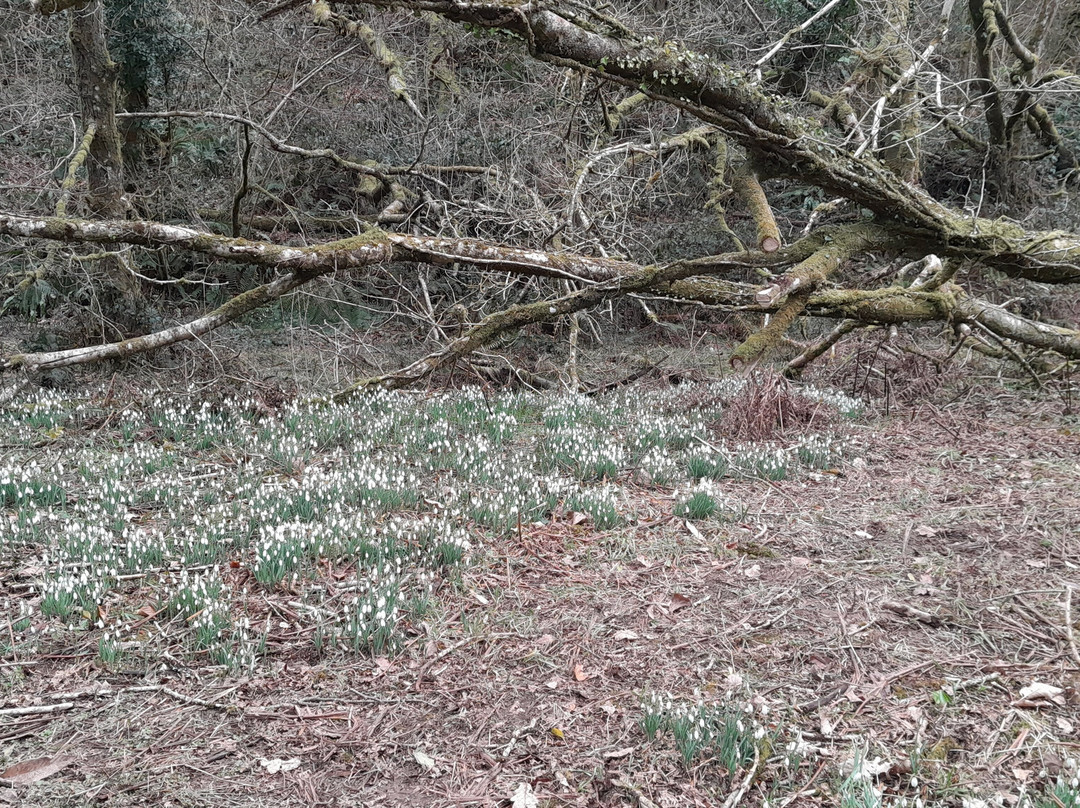Snowdrop Valley-Wheddon Cross必去景点