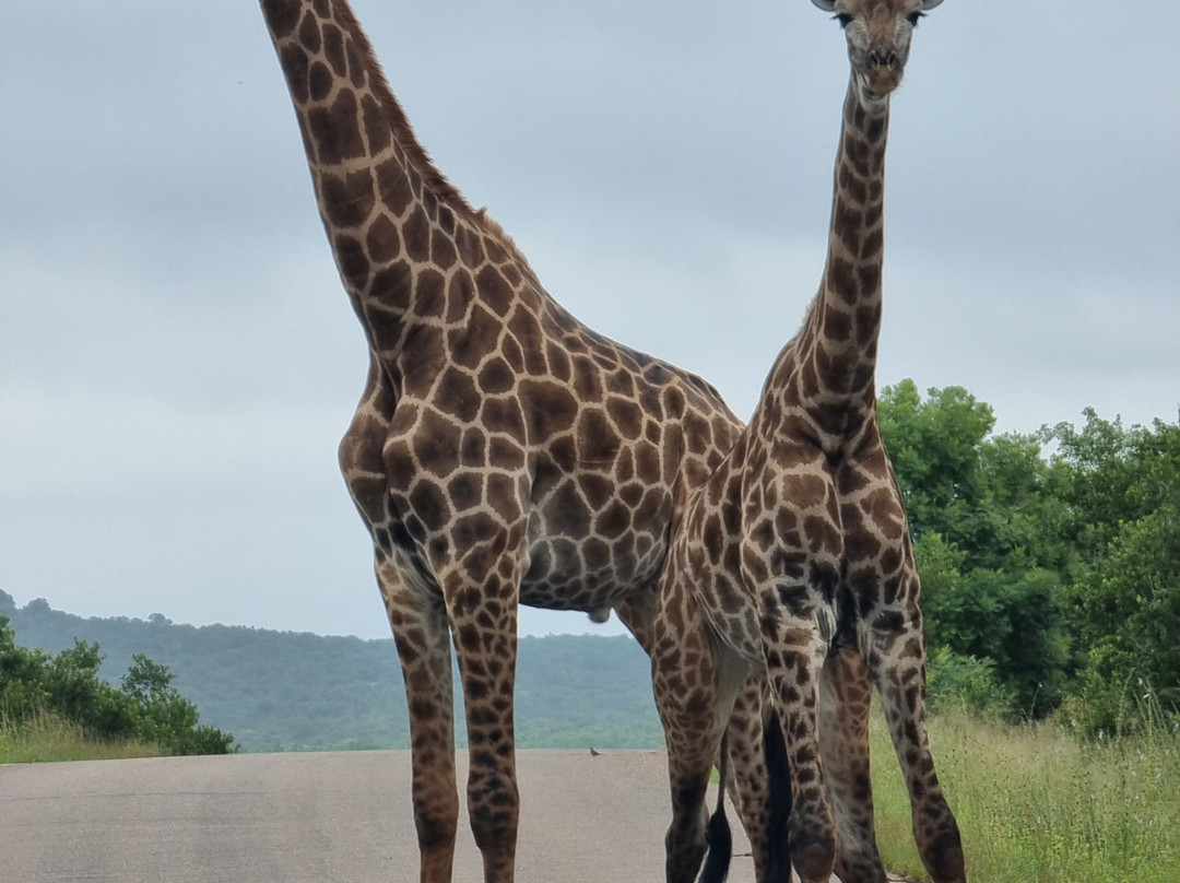 Bushbaby Adventures-伐拉博瓦必去景点