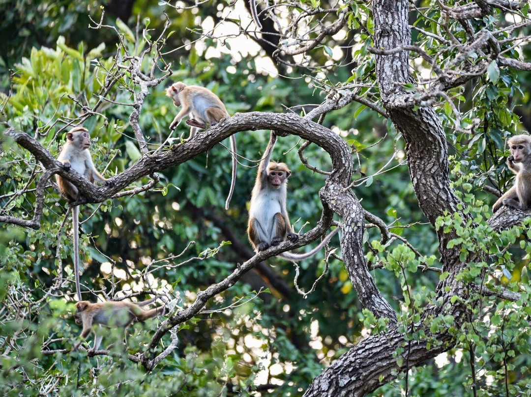 Prem Tours Sri Lanka景点图片