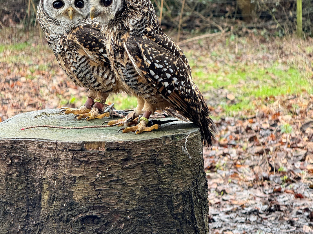 Willows Bird of Prey & Wildlife Trail景点图片