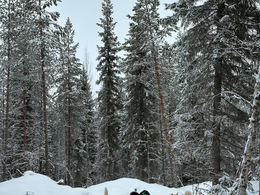 Aavasaksa Adventures-Ylitornio必去景点