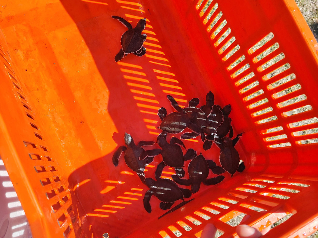 Nandel Beach Resort主图