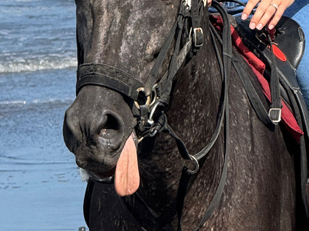 Kuda P Stables-达巴南必去景点